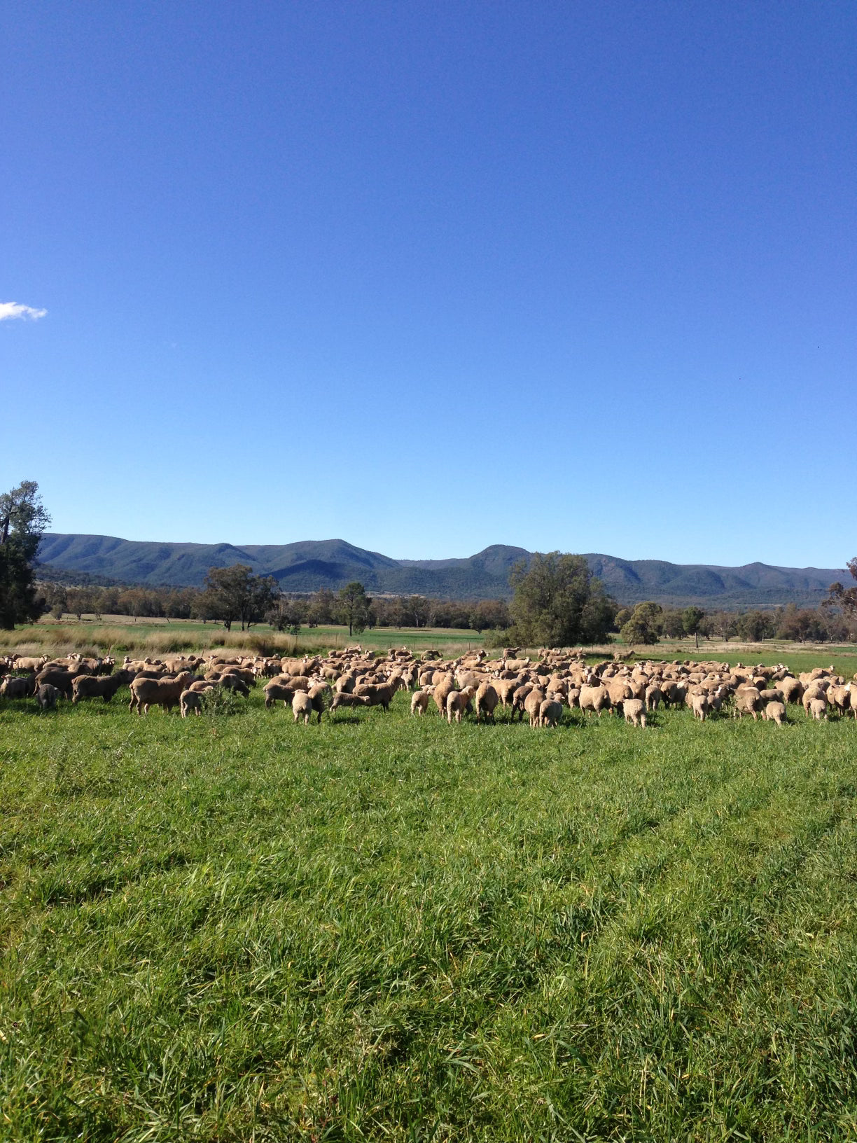 Nandewar Lambs grazing under the Nandewar Ranges